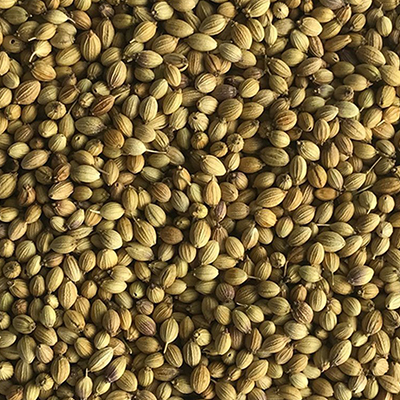 Coriander Seed