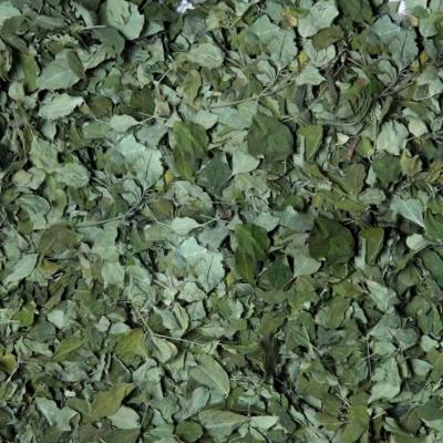 Moringa leaves