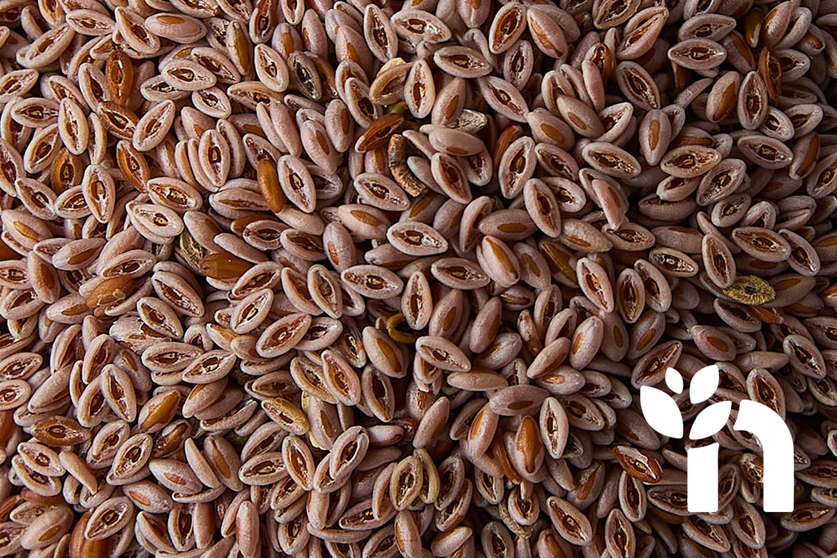 Psyllium products