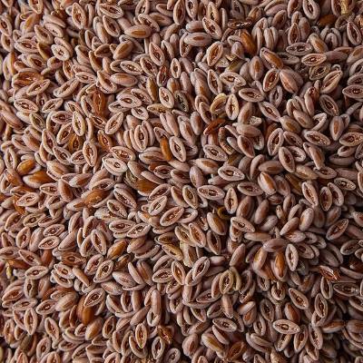 Psyllium